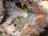  (Psalmopoeus cambridgei - GBOL03684)  @11 [ ] CreativeCommons - Attribution Non-Commercial Share-Alike (2015) Unspecified SNSB, Zoologische Staatssammlung Muenchen