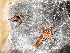  (Cyriocosmus perezmilesi - GBOL03696)  @11 [ ] CreativeCommons - Attribution Non-Commercial Share-Alike (2015) Unspecified SNSB, Zoologische Staatssammlung Muenchen