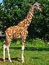  (Giraffa - GBOL13303)  @11 [ ] CreativeCommons - Attribution Non-Commercial Share-Alike (2015) Unspecified SNSB, Zoologische Staatssammlung Muenchen