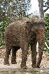  (Elephas - GBOL13327)  @11 [ ] CreativeCommons - Attribution Non-Commercial Share-Alike (2015) Unspecified SNSB, Zoologische Staatssammlung Muenchen
