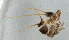  ( - NHMUK013266121)  @11 [ ] Unspecified (default): All Rights Reserved  Ben W Price Natural History Museum, London