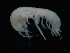  ( - NHMUK013266360)  @11 [ ] Unspecified (default): All Rights Reserved  Ben W Price Natural History Museum, London