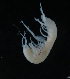  ( - NHMUK013266360)  @11 [ ] Unspecified (default): All Rights Reserved  Ben W Price Natural History Museum, London