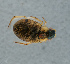  (Berosus affinis - NHMUK013266377)  @11 [ ] Unspecified (default): All Rights Reserved  Ben W Price Natural History Museum, London