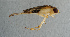  ( - NHMUK013267278)  @11 [ ] Unspecified (default): All Rights Reserved  Ben W Price Natural History Museum, London