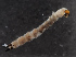  ( - NHMUK013268512)  @11 [ ] Unspecified (default): All Rights Reserved  Ben W Price Natural History Museum, London