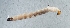  ( - NHMUK013268512)  @11 [ ] Unspecified (default): All Rights Reserved  Ben W Price Natural History Museum, London