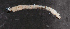  ( - NHMUK013268512)  @11 [ ] Unspecified (default): All Rights Reserved  Ben W Price Natural History Museum, London