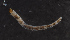  ( - NHMUK013268514)  @11 [ ] Unspecified (default): All Rights Reserved  Ben W Price Natural History Museum, London