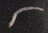  ( - NHMUK013268514)  @11 [ ] Unspecified (default): All Rights Reserved  Ben W Price Natural History Museum, London