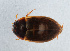  ( - NHMUK013269080)  @11 [ ] Unspecified (default): All Rights Reserved  Ben W Price Natural History Museum, London