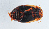  ( - NHMUK013269080)  @11 [ ] Unspecified (default): All Rights Reserved  Ben W Price Natural History Museum, London