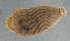  (Hemiclepsis - NHMUK013269264)  @11 [ ] Unspecified (default): All Rights Reserved  Ben W Price Natural History Museum, London