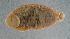  ( - NHMUK013269264)  @11 [ ] Unspecified (default): All Rights Reserved  Ben W Price Natural History Museum, London