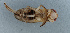  ( - NHMUK013269360)  @11 [ ] Unspecified (default): All Rights Reserved  Ben W Price Natural History Museum, London