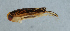  ( - NHMUK013269363)  @11 [ ] Unspecified (default): All Rights Reserved  Ben W Price Natural History Museum, London