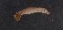  ( - NHMUK013269525)  @11 [ ] Unspecified (default): All Rights Reserved  Ben W Price Natural History Museum, London