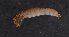  ( - NHMUK013269525)  @11 [ ] Unspecified (default): All Rights Reserved  Ben W Price Natural History Museum, London