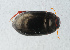  ( - NHMUK013391455)  @11 [ ] Unspecified (default): All Rights Reserved  Ben W Price Natural History Museum, London