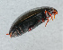  ( - NHMUK013391455)  @11 [ ] Unspecified (default): All Rights Reserved  Ben W Price Natural History Museum, London