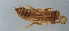  ( - NHMUK013573421)  @11 [ ] Unspecified (default): All Rights Reserved  Ben W Price Natural History Museum, London
