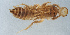  ( - NHMUK013573421)  @11 [ ] Unspecified (default): All Rights Reserved  Ben W Price Natural History Museum, London