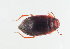  ( - NHMUK014420664)  @11 [ ] Unspecified (default): All Rights Reserved  Ben W Price Natural History Museum, London