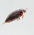  ( - NHMUK014420664)  @11 [ ] Unspecified (default): All Rights Reserved  Ben W Price Natural History Museum, London