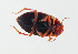  ( - NHMUK014420664)  @11 [ ] Unspecified (default): All Rights Reserved  Ben W Price Natural History Museum, London