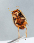  ( - NHMUK014420673)  @11 [ ] Unspecified (default): All Rights Reserved  Ben W Price Natural History Museum, London