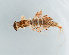  ( - NHMUK014420684)  @11 [ ] Unspecified (default): All Rights Reserved  Ben W Price Natural History Museum, London