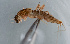  ( - NHMUK014420684)  @11 [ ] Unspecified (default): All Rights Reserved  Ben W Price Natural History Museum, London