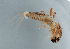  ( - NHMUK014420684)  @11 [ ] Unspecified (default): All Rights Reserved  Ben W Price Natural History Museum, London