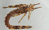  ( - NHMUK014420686)  @11 [ ] Unspecified (default): All Rights Reserved  Ben W Price Natural History Museum, London