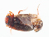  ( - NHMUK014421114)  @11 [ ] Unspecified (default): All Rights Reserved  Ben W Price Natural History Museum, London
