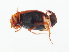  ( - NHMUK014421114)  @11 [ ] Unspecified (default): All Rights Reserved  Ben W Price Natural History Museum, London