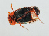  ( - NHMUK014421114)  @11 [ ] Unspecified (default): All Rights Reserved  Ben W Price Natural History Museum, London