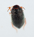  ( - NHMUK014421123)  @11 [ ] Unspecified (default): All Rights Reserved  Ben W Price Natural History Museum, London