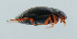  ( - NHMUK014421123)  @11 [ ] Unspecified (default): All Rights Reserved  Ben W Price Natural History Museum, London