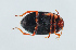  ( - NHMUK014421123)  @11 [ ] Unspecified (default): All Rights Reserved  Ben W Price Natural History Museum, London