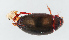 ( - NHMUK014421127)  @11 [ ] Unspecified (default): All Rights Reserved  Ben W Price Natural History Museum, London