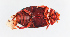  ( - NHMUK014421127)  @11 [ ] Unspecified (default): All Rights Reserved  Ben W Price Natural History Museum, London