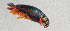  ( - NHMUK014421581)  @11 [ ] Unspecified (default): All Rights Reserved  Ben W Price Natural History Museum, London