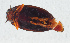  ( - NHMUK014421581)  @11 [ ] Unspecified (default): All Rights Reserved  Ben W Price Natural History Museum, London
