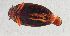  ( - NHMUK014421581)  @11 [ ] Unspecified (default): All Rights Reserved  Ben W Price Natural History Museum, London