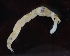  ( - NHMUK014421586)  @11 [ ] Unspecified (default): All Rights Reserved  Ben W Price Natural History Museum, London