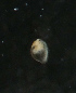  ( - NHMUK014421593)  @11 [ ] Unspecified (default): All Rights Reserved  Ben W Price Natural History Museum, London