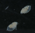  (Daphnia obtusa - NHMUK014421988)  @11 [ ] Unspecified (default): All Rights Reserved  Ben W Price Natural History Museum, London