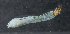  ( - NHMUK014422004)  @11 [ ] Unspecified (default): All Rights Reserved  Ben W Price Natural History Museum, London