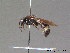  ( - BC ZSM HYM 10845)  @11 [ ] CreativeCommons - Attribution Non-Commercial Share-Alike (2010) Stefan Schmidt SNSB, Zoologische Staatssammlung Muenchen